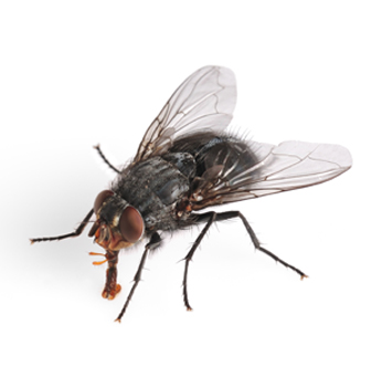 mosca hotel pulito H&B Care