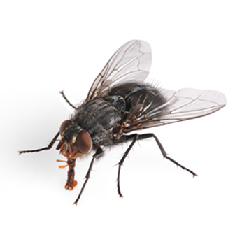 mosca hotel pulito H&B Care